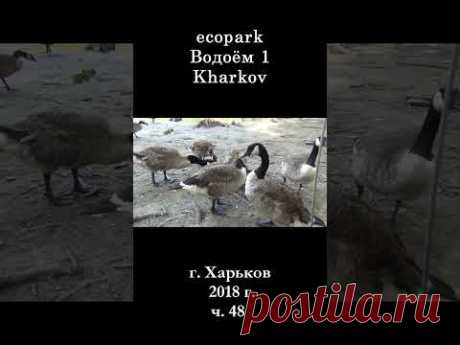 █ ЭкоПарк Харьков ч.48 / Водоём 1 / 2018 г. #shorts