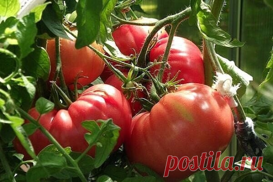 ДЕДОВСКИЙ РЕЦЕПТ ДЛЯ ТОМАТОВ
Этот полузабытый дедовский рецепт я выписала из старой газетной подшивки, но опробовать все не было времени. Решилась наконец в прошлом году.
Рецепт очень прост.
В трехлитровую банку заливаю 2,6-2,7 л воды без хлора (отстоянной), добавляю 100 г разведенных теплой водой дрожжей и 0,5 ст. сахара.
Накрыв марлей, держу банку в тепле, время от времени взбалтывая содержимое.
Раствор готов, когда закончится брожение.
Один стакан развожу в 10 л воды и ...