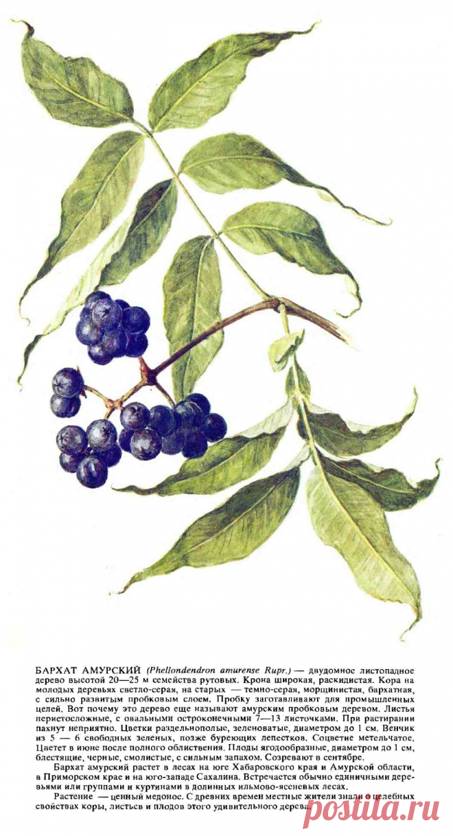 Бархат амурский