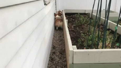 Cat GIF Central: Смешные животные GIF