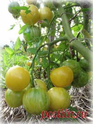 Трэш и угар... "Марiя Путіна записалась добровольцем у Батальйон Донбас"