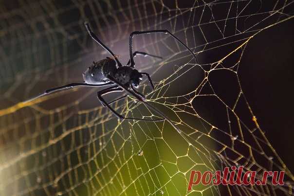Паук вида Nephila komaci латает прореху в своей паутине. Автор фото — Игорь Шитиков: