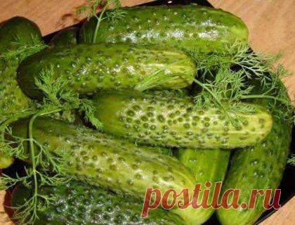 Засолка огурцов - рецепты с фото / Простые рецепты