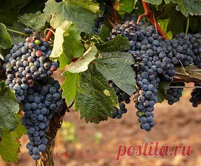 Календарь работ в августе