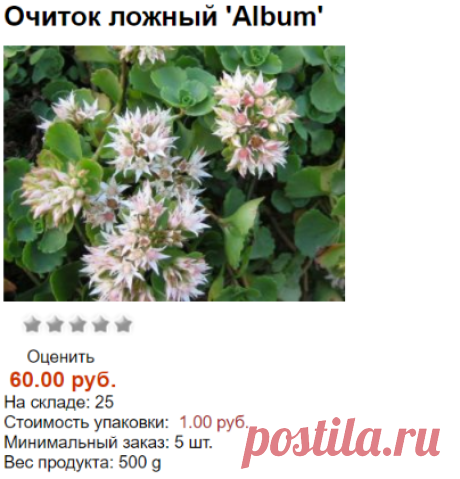 Очиток ложный 'Album'