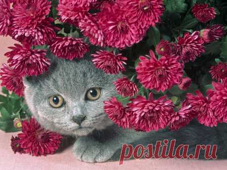 кошки и цветы dra cats 123