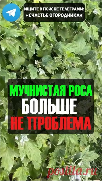 Народное Средство Против Мучнистой Росы #огород #дача #мучнистаяроса