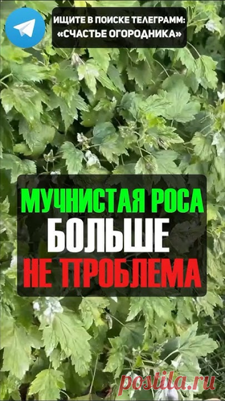 Народное Средство Против Мучнистой Росы #огород #дача #мучнистаяроса