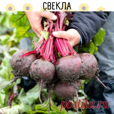 Свекла боится заморозков, поэтому время посадки когда воздух прогреется до 10 - 12 "С. Семена сеем не замачивая, раскладываем в бороздку на глубину 2 - 4 см. Свекла не любит кислый грунт, готовьте с осени грядку для неё.

Через 6-8 дней свекла взойдет и на стадии 2-3 настоящих листов её нужно проредить. Расстояние между ростками 9-10 см.

Те ростки, что удалили можно рассадить на грядку, они примутся. Пересадку делаем в пасмурный день или вечером.

После прореживания свёкл...