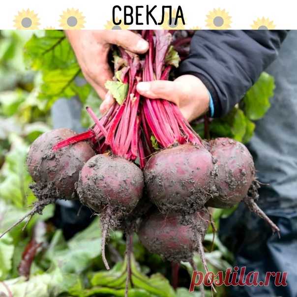 Свекла боится заморозков, поэтому время посадки когда воздух прогреется до 10 - 12 