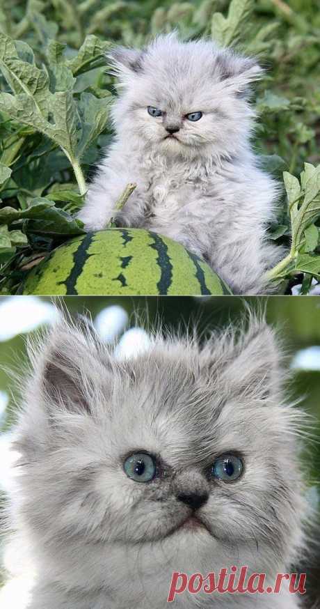 Котенок с арбузом