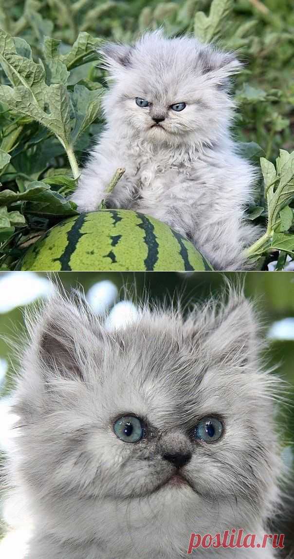 Котенок с арбузом
