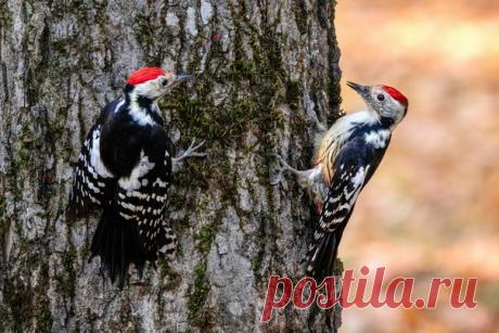Пестрые дятлы. Автор фото – Эльдар Гуртуев: nat-geo.ru/photo/user/253121/