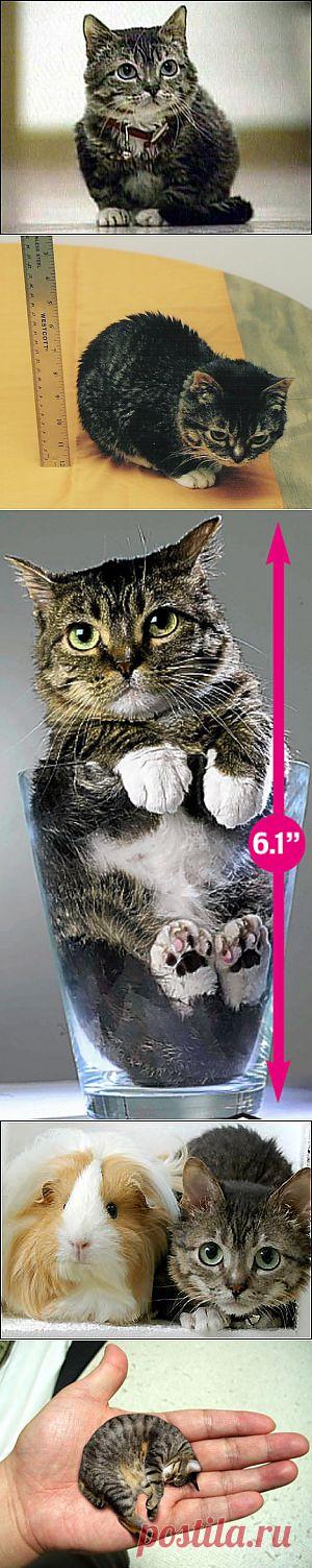 МИСТЕР ПИББЛЗ (Mr. Peebles) – САМЫЙ МАЛЕНЬКИЙ КОТ В МИРЕ