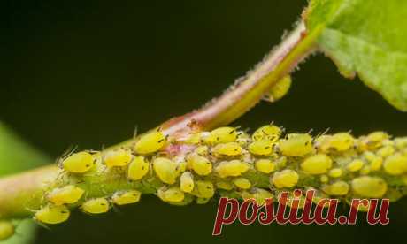 Тля: народные методы борьбы с тлей