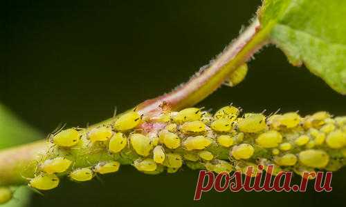 Тля: народные методы борьбы с тлей
