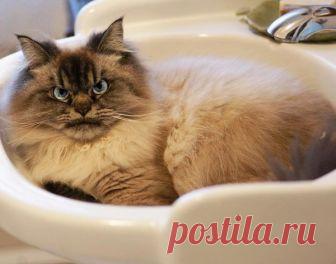 Знакомьтесь с Мерлином - котом породы канадский рэгдолл, который 