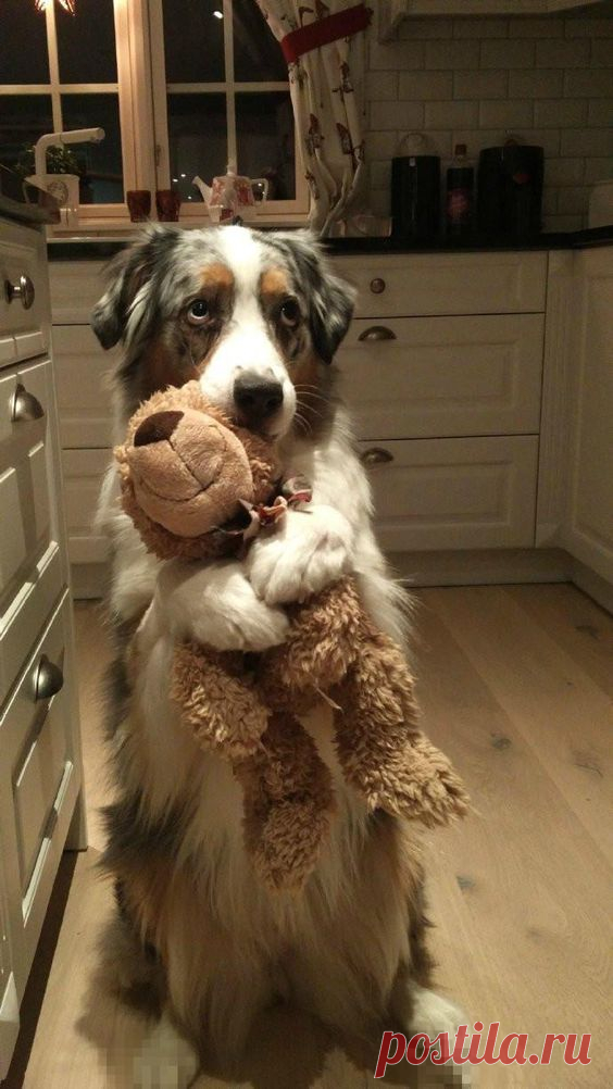 (181) This is my bear. (Source: http://ift.tt/2j2owmd) | Cute Animals