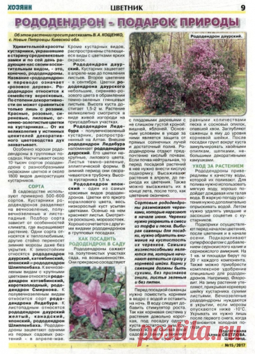 Рододендрон - подарок природы