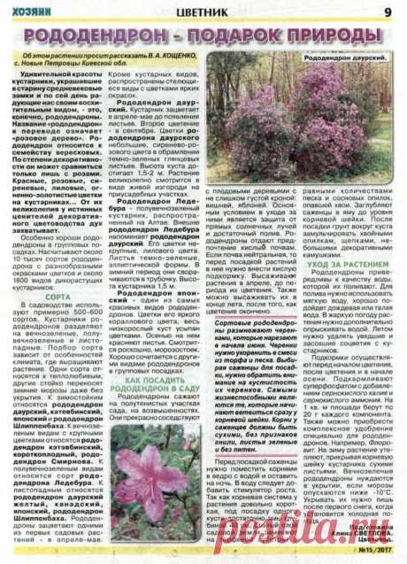 Рододендрон - подарок природы