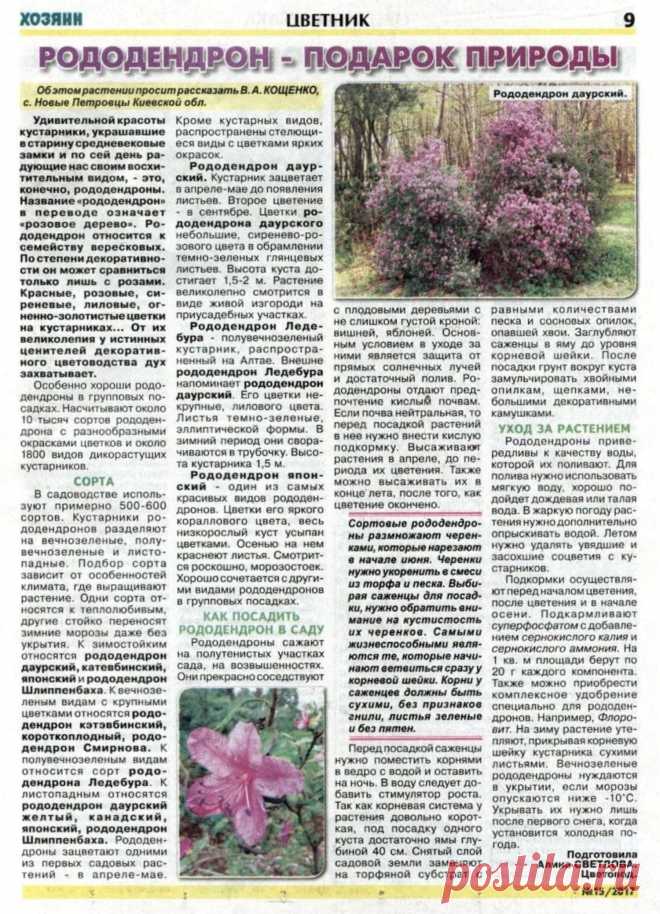 Рододендрон - подарок природы