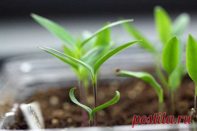 Расчет сроков посева семян овощных культур на рассаду