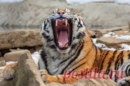 Истощенный амурский тигр напал на россиянина. Истощенный амурский тигр напал на лесозаготовителя в Хабаровском крае в районе имени Лазо. Об этом сообщило управление охотничьего хозяйства правительства региона на своем сайте. В управлении сообщили, что тигр находился в сильно истощенном состоянии, он напал на человека в пяти километрах от поселка Золотой.