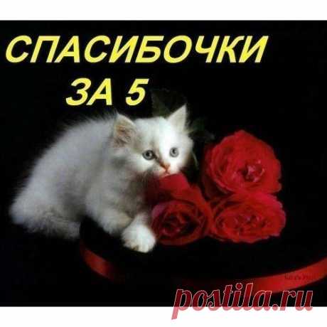 Фото СПАСИБО!. Альбом БЛАГОДАРНОСТИ - 50 фото. Фотографии zoja simonova.