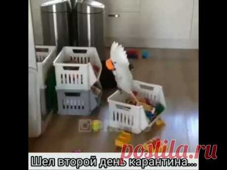 Второй день карантина
