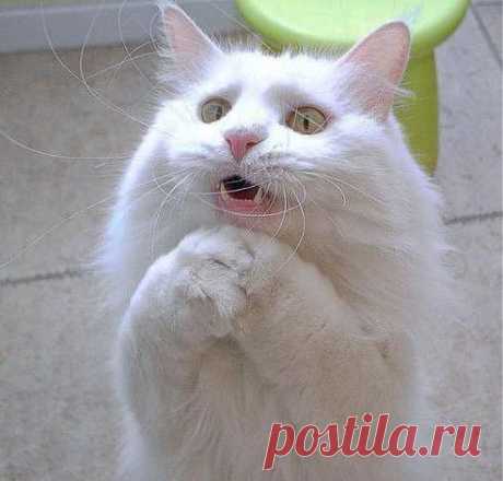 Одноклассники