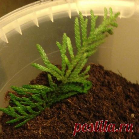 ЧЕРЕНКУЕМ ХВОЙНИКИ