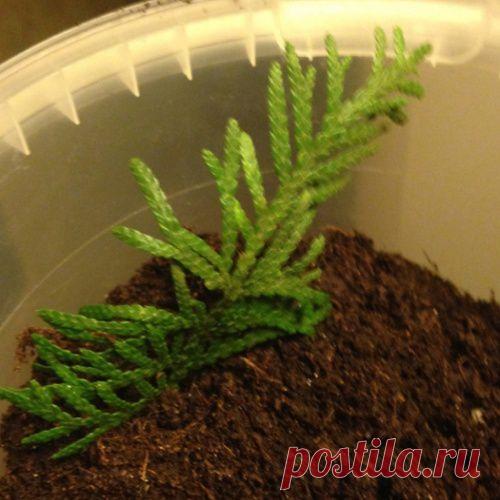 ЧЕРЕНКУЕМ ХВОЙНИКИ