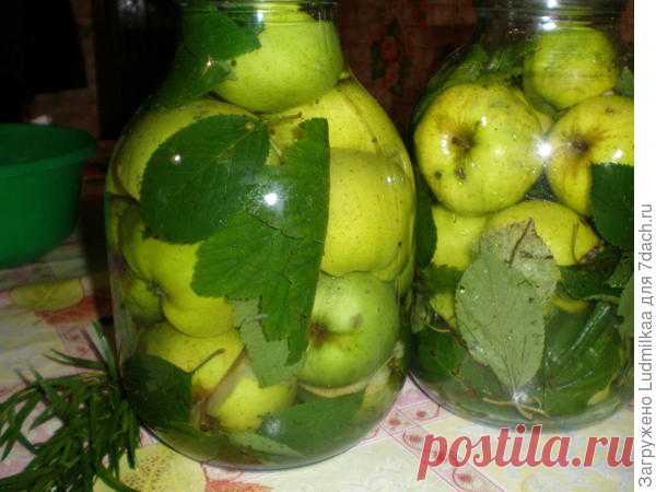 Яблочки моченые, сочные, наливные