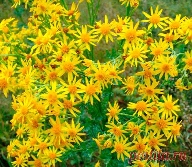 Лекарственное растение Крестовник Фукса (Senecio fuchsi). Многолетнее растение высотой от 60 до 150 см. Листья ланцетные, мелкозубчатые, голые или почти голые, средние и верхние у основания не расширены, как правило, в длину в 5 раз больше, чем в ширину, Желтые корзинки с 6-15 трубчатыми и 5 язычковыми цветками собраны в зонтиковидные метелки.