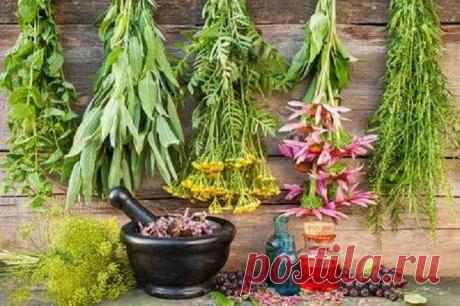 Лекарственные растения при варикозе