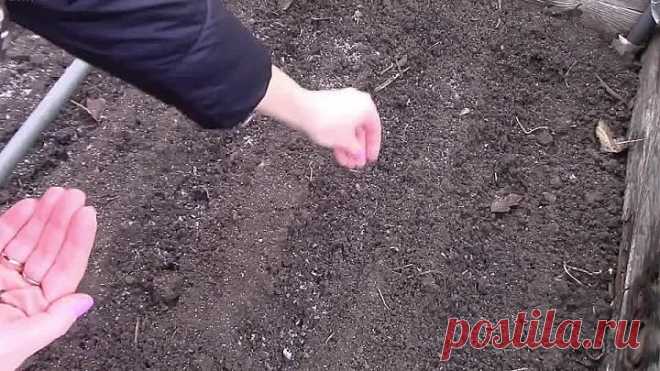 Как посеять капусту под зиму!