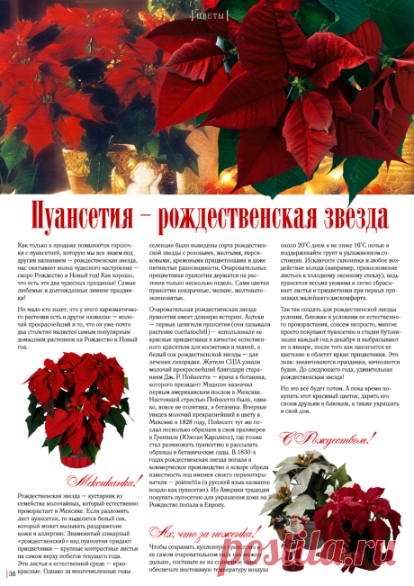 Пуансетия - рождественская звезда