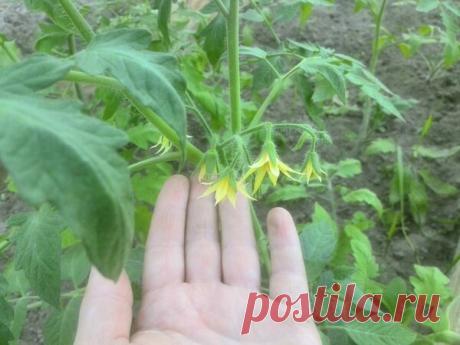 Простой уход за томатами в теплице. Мой уникальный способ | Дачные секреты от Виктории Радзевской | Яндекс Дзен