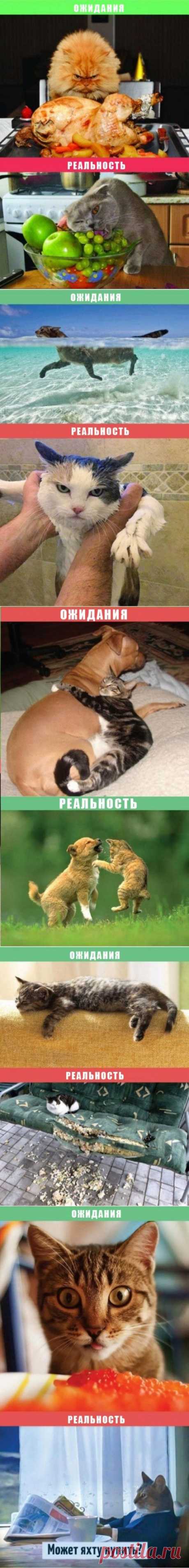 Жизнь с кошкой: ожидания vs. реальность (10 фото)