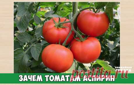 Зачем томатам аспирин

Секретная подкормка томатов

Самый обычный аспирин, который вы можете купить в любой аптеке, может положительно повлиять на иммунитет томатов. А многие до сих пор считают, что он нужен только людям... В этой статье я расскажу как его использовать для подкормки томатов.

Он поможет избежать фитофтороза...

Подкармливаем аспирином

С фитофторозом я стакивался много раз за свою жизнь и использовал различные методы для борьбы с ним, но однажды я вычитал ...