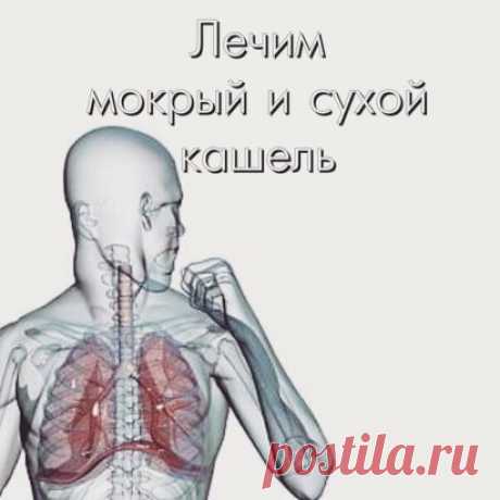 Кашель – рефлекс, направленный на устранение из дыхательных путей пыли, инородных тел и слизи. Это особая защитная реакция организма на раздражение слизистой бронхов. Причиной кашля может быть острая респираторная инфекция, вызывающая, например, ларингит, трахеит, бронхит.
Кашель разделяют на два типа:
* Влажный кашель с отходящей мокротой.
* сухой кашель или непродуктивный.
Влажный кашель, сопровождается отделением мокроты. Его полезная функция состоит в том, что содержащиеся в выделениях