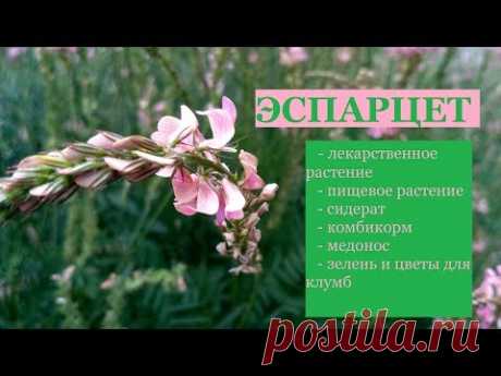 16.ЭСПАРЦЕТ - полезнейшее растение.