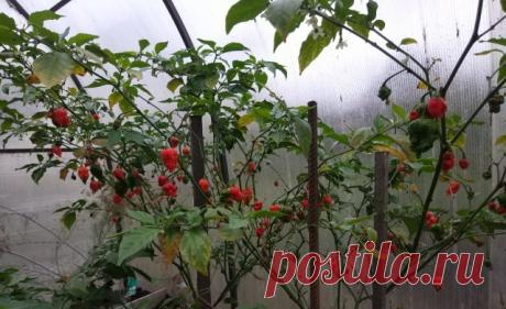 Любителям острого. Некоторые любят погорячее