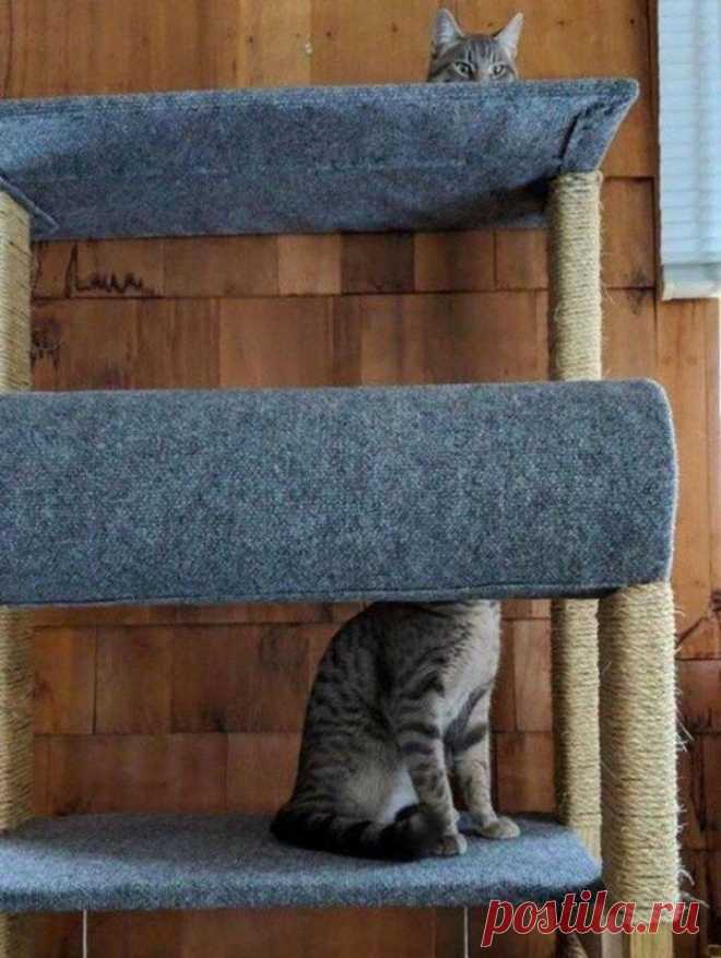 10+ фото котов, которые поднимут настроение даже в самый хмурый день. Ридус