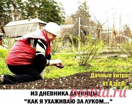 Из дневника дачницы: как я ухаживаю за луком