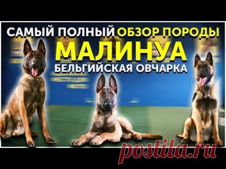Бельгийская овчарка Малинуа | Обзор породы | Кому подойдет | Особенности | Стоит ли покупать