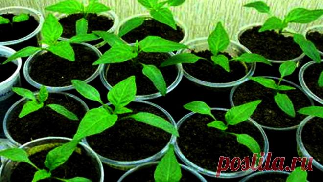 Как высевать перец на рассаду 
https://youtu.be/PO8ngPIE2lI 