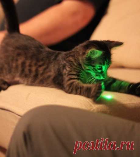 10 фактов о характере и поведении кошек, которые рассказала зоопсихолог . Милая Я