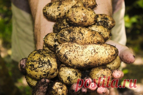 За выращенный картофель из своих семян — полагается штраф | Журнал "JK" Джей Кей Давайте разберёмся, откуда пошёл этот слух, а также как дела обстоят на самом деле. Откуда это пошло Впервые такие сообщения