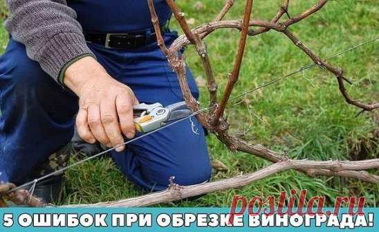 5 ОШИБОК ПРИ ОБРЕЗКЕ ВИНОГРАДА!
1. Подстригание верхушек Вспомните, как ведет себя женщина в парикмахерском кресле. Ей жалко каждого сантиметра своих локонов. Не дай бог, парикмахер сострижет лишнего!.. Точно так же многие начинающие виноградари жалеют 